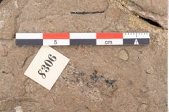 Foto (Detailansicht) von Araucaria sternbergii Goeppert (NHMW-GEO-2024-0188-8306)